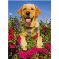 Puslespill 200 Biter XXL Golden Retriever