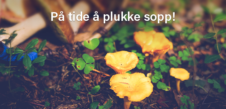 Ut i naturen og se etter skogens gull!