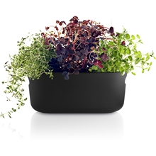 Sort - Herb Organiser Selvvanningskrukke