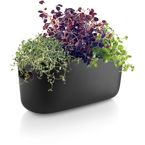 Herb Organiser Selvvanningskrukke (Bilde 4 av 5)