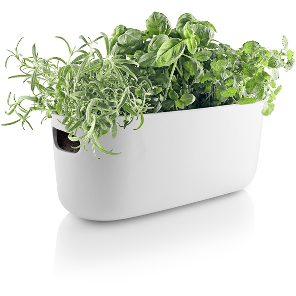 Herb Organiser Selvvanningskrukke (Bilde 4 av 5)