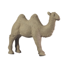 Day Camel standing