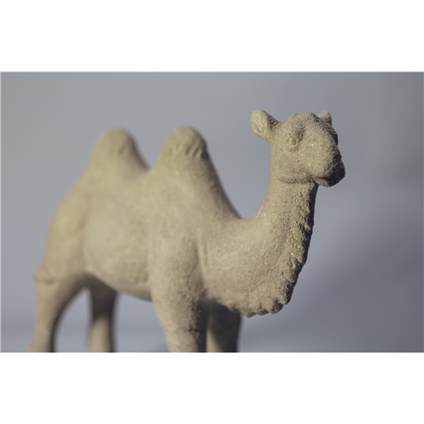 Day Camel standing (Bilde 3 av 3)