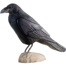 Ravn