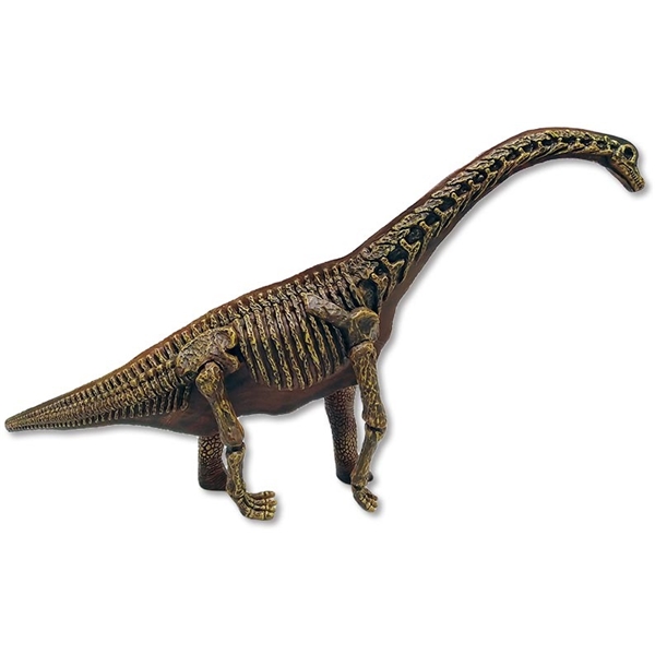Dinosaur World Realistic 2-sidet Brachiosaurus (Bilde 3 av 3)
