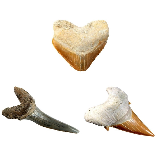 National Geographic Shark Teeth Dig Kit (Bilde 3 av 4)