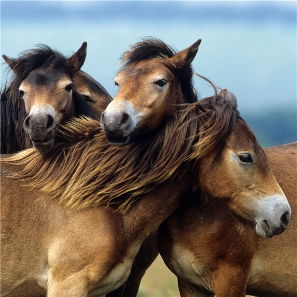 Puslespill 3 x 49 Deler Loving Horses (Bilde 4 av 4)