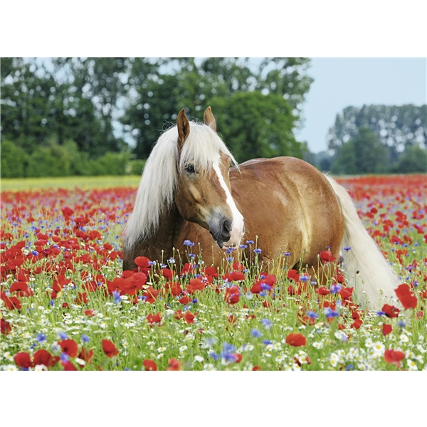 Puslespill 500 Deler Horse in the Poppy Field (Bilde 2 av 2)